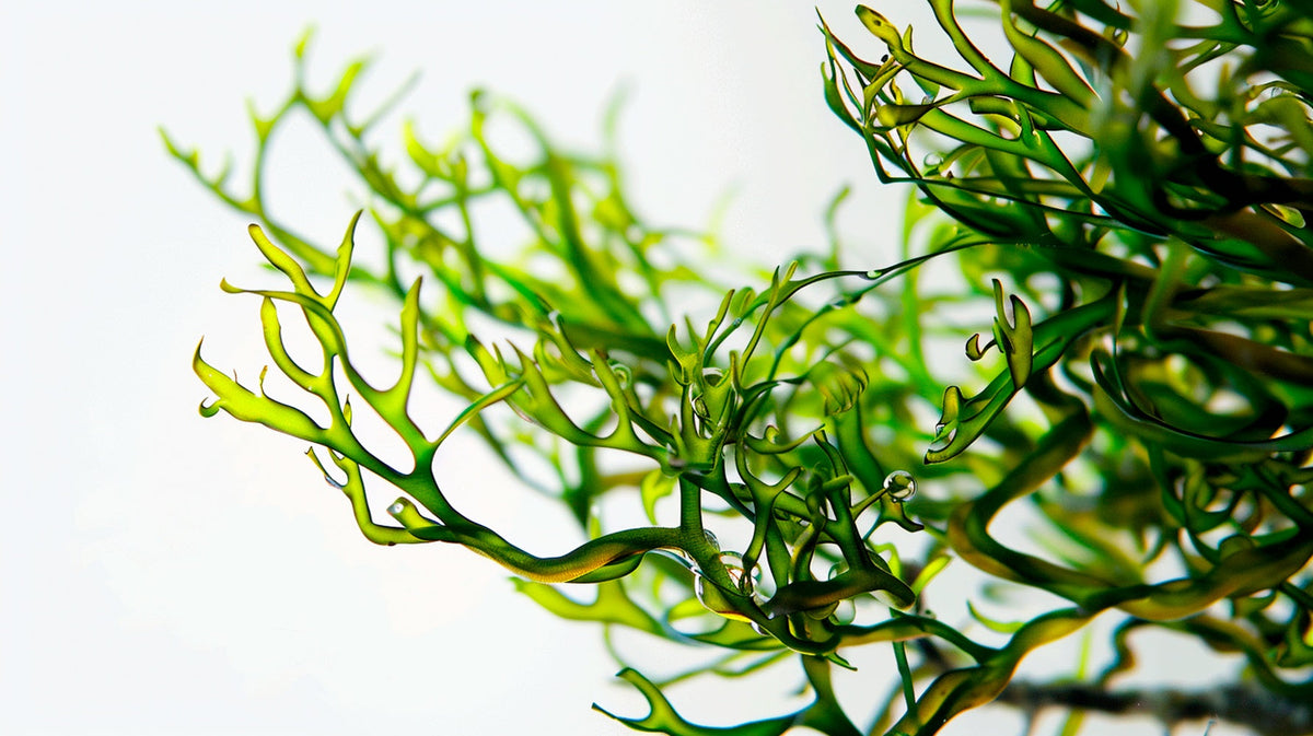 Why Sea Moss Should Be a Staple in Your Health Routine