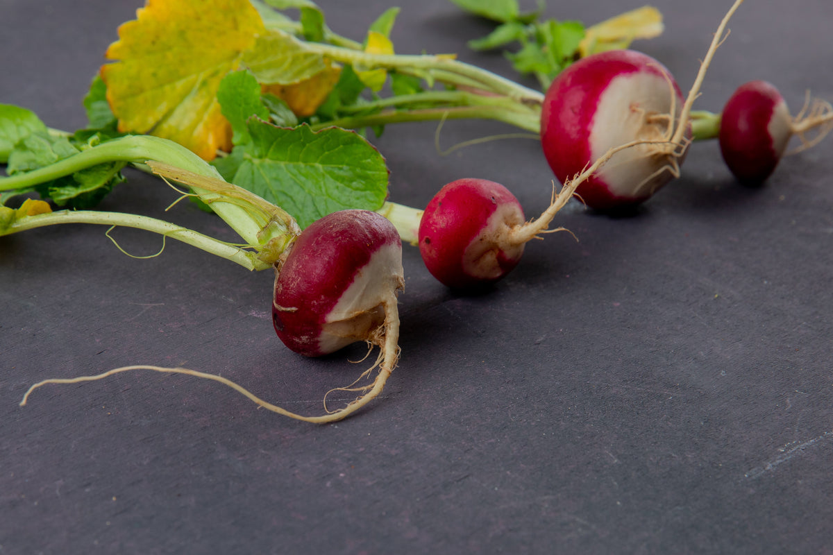Maca Root Benefits: The Natural Way to Boost Energy and Vitality