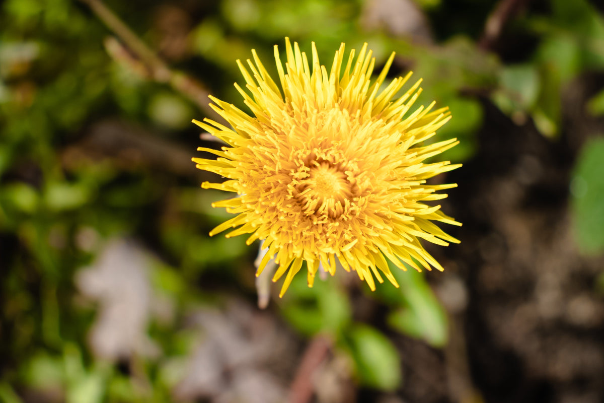How Rhodiola Rosea Can Boost Mental Clarity and Reduce Stress