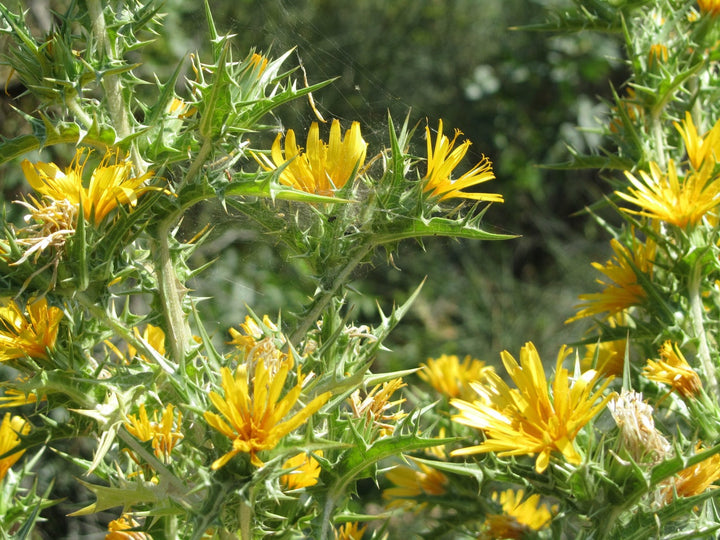Rhodiola Rosea: Nature’s Secret for Stress Management, Vitality, and Cognitive Health