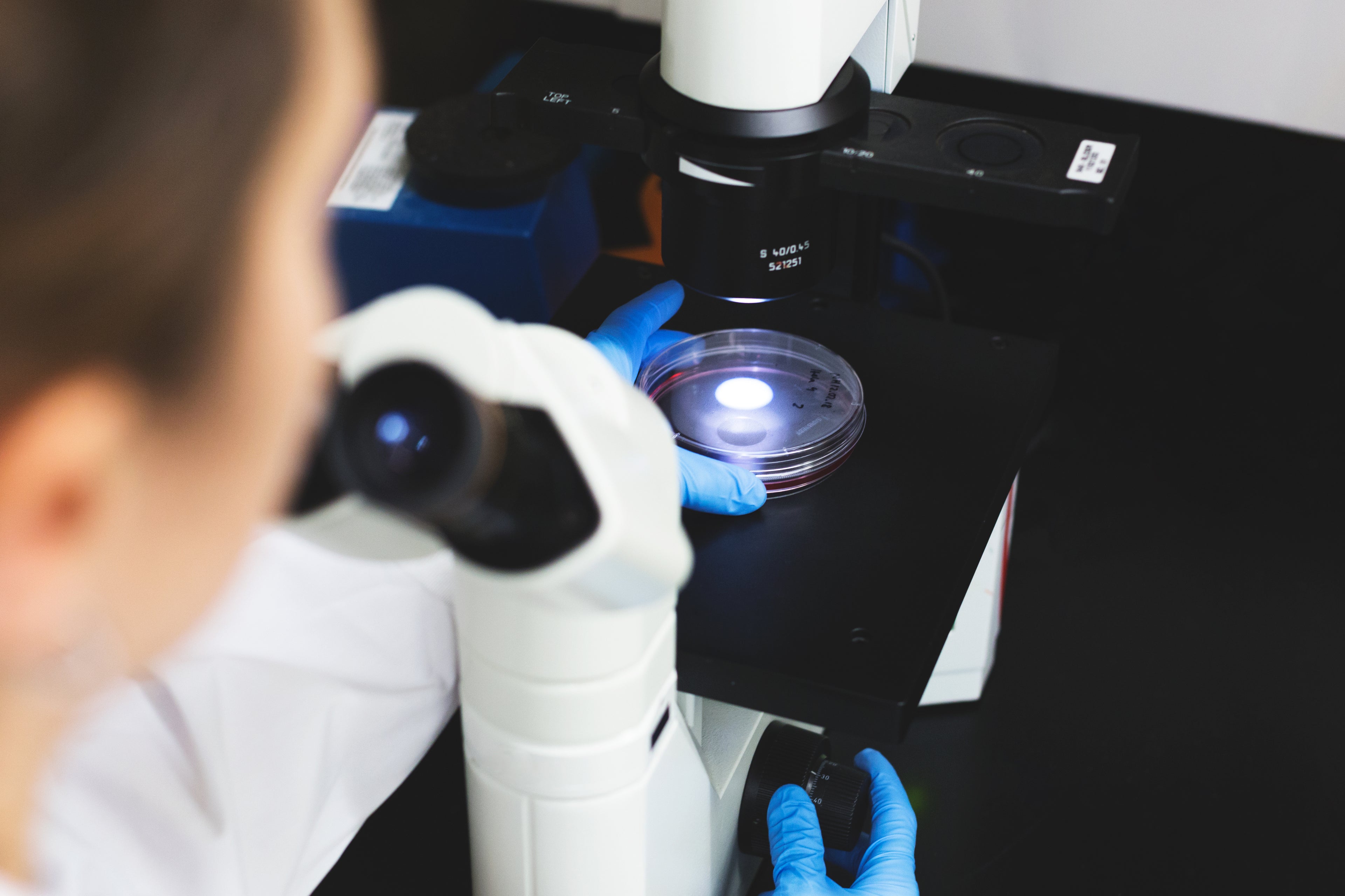 Scientist examining petri dish under microscope in laboratory setting
