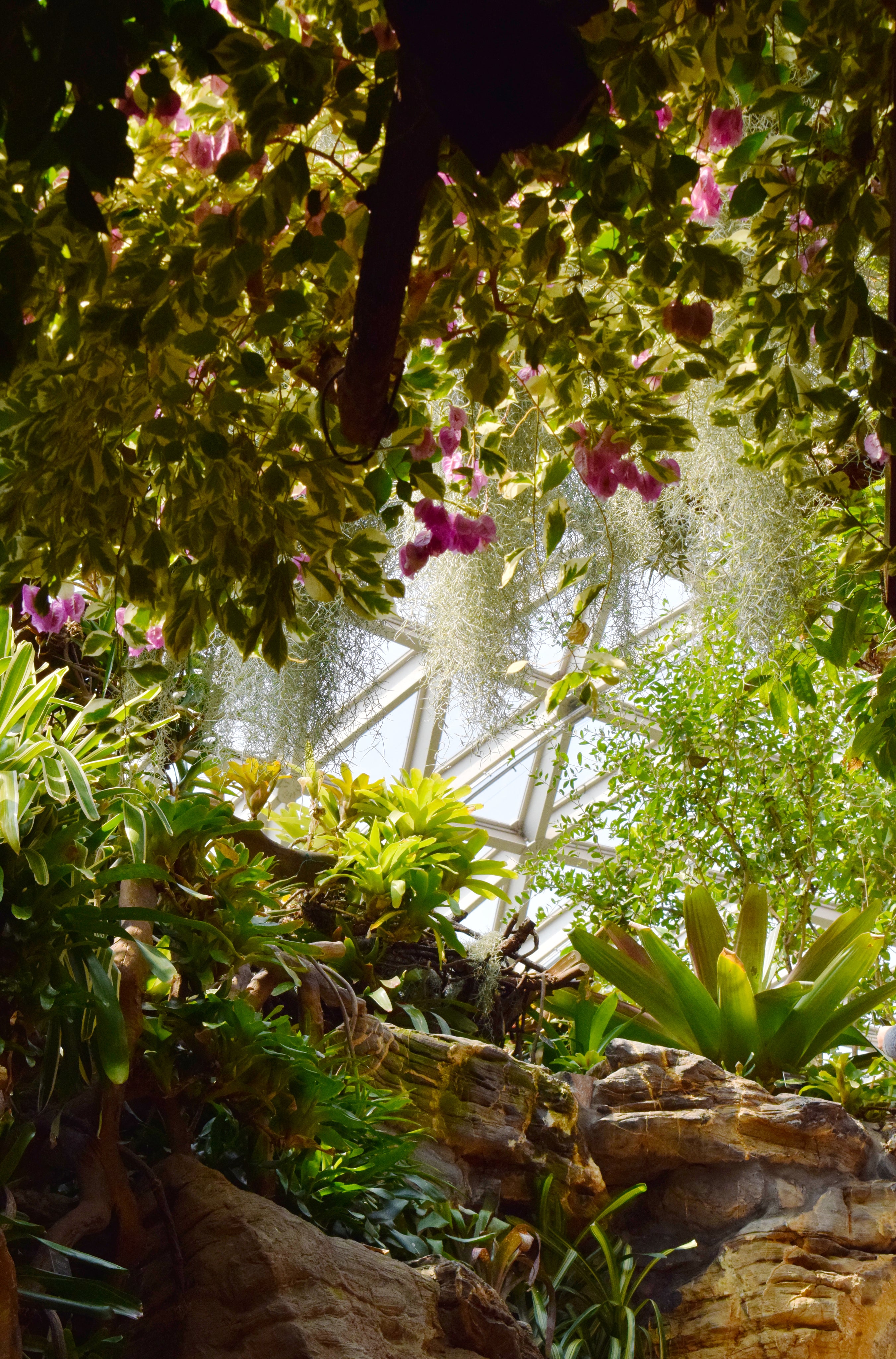 Indoor botanical garden with lush greenery, flowers, and sunlight filtering through glass ceiling